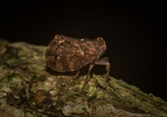 Cotylana angustifrons