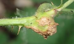 Lasioptera rubi
