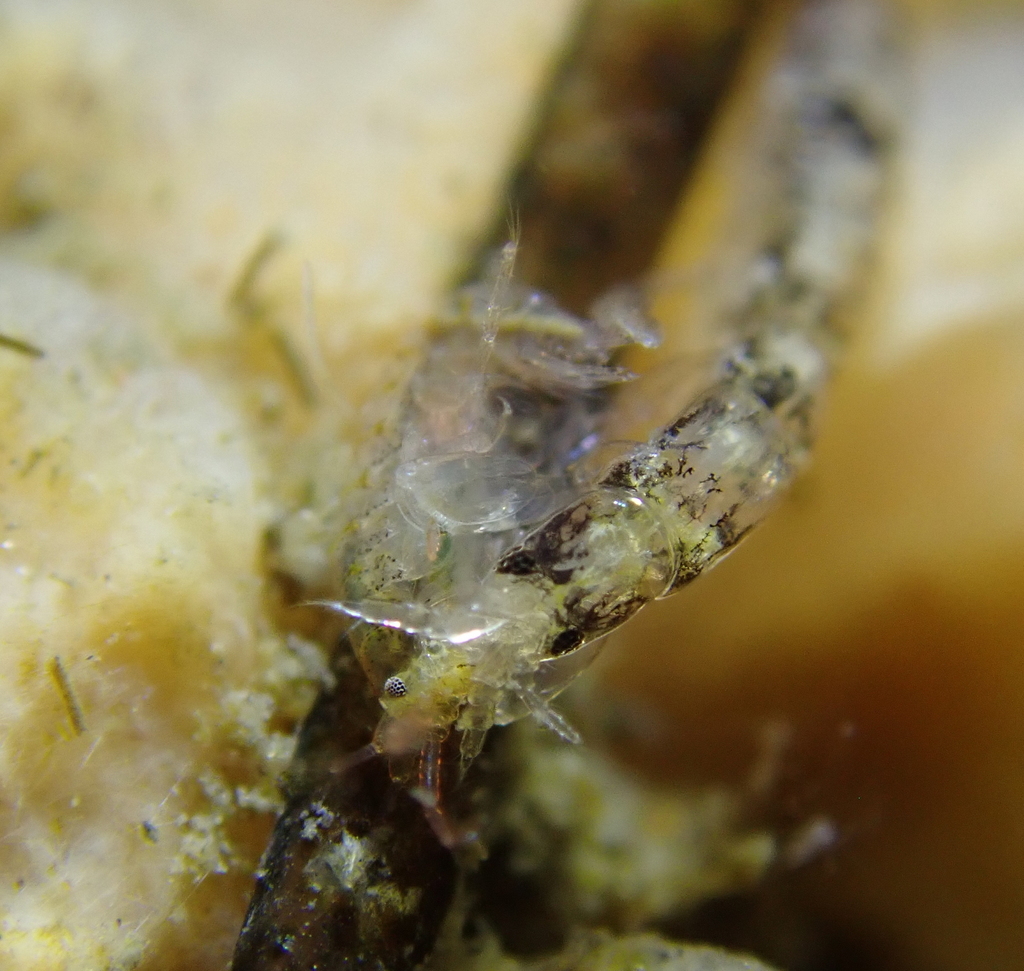 Wormpods
