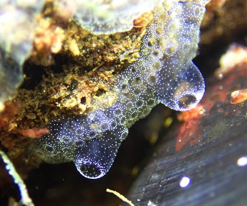 Jelly Crust Tunicate, photo 2 of 8