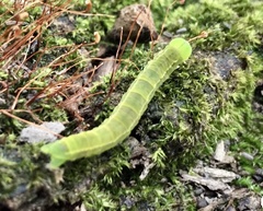 Scoliopteryx libatrix