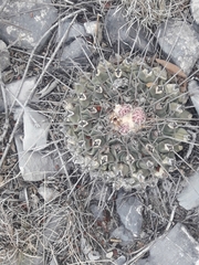 Thelocactus rinconensis