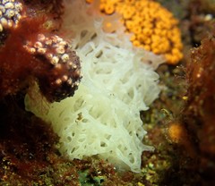 Clathrina