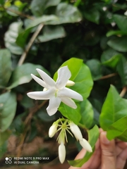 Jasminum sambac