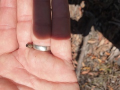 Corymbia trachyphloia