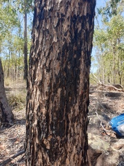 Corymbia trachyphloia