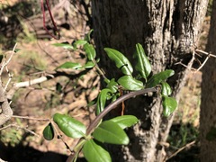Jasminum didymum racemosum