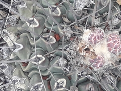 Thelocactus rinconensis