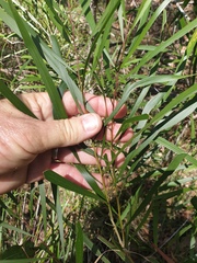 Acacia maidenii