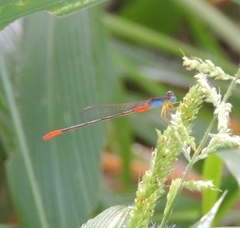 Ceriagrion cerinorubellum