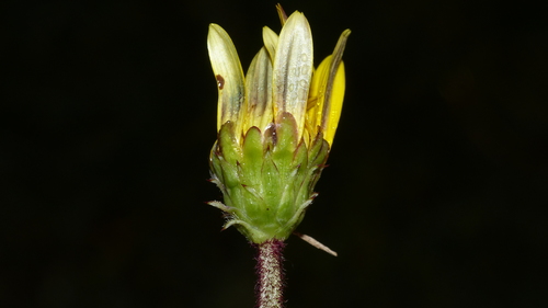 Arctotheca prostrata