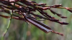 Corynophora lativittalis