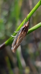 Corynophora lativittalis