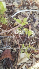 Combretum albiflorum image