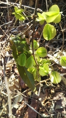 Combretum albiflorum image