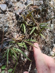Sarcochilus ceciliae