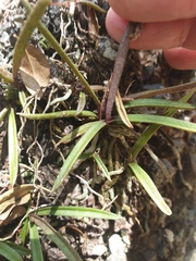 Sarcochilus ceciliae