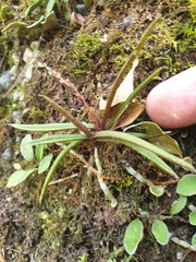 Sarcochilus ceciliae