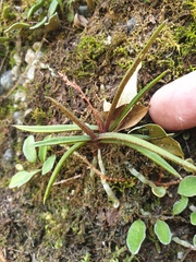 Sarcochilus ceciliae