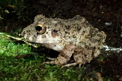 Oreobates quixensis