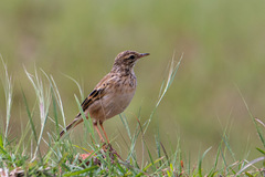 Anthus rufulus