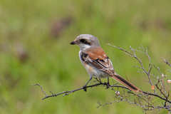Lanius vittatus