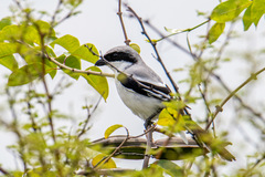 Lanius excubitor