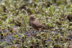 Ammomanes phoenicura