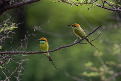 Merops orientalis