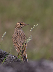 Anthus rufulus