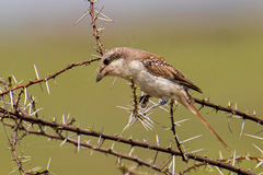 Lanius vittatus