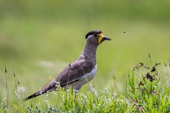 Vanellus malabaricus