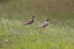 Vanellus malabaricus