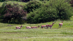 Antilope cervicapra