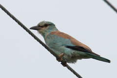 Coracias garrulus
