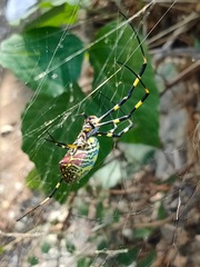 Trichonephila clavata