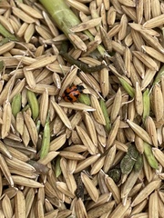 Coccinella transversalis