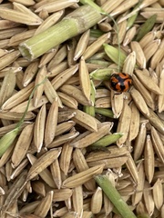 Coccinella transversalis