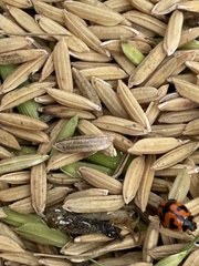 Coccinella transversalis