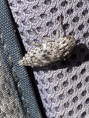 Dicerca crassicollis