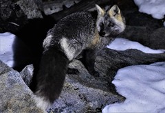 Vulpes vulpes cascadensis