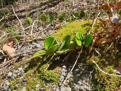 Hoya australis