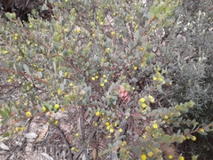 Acacia brachybotrya