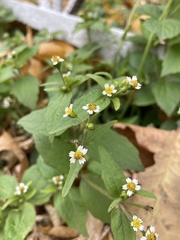 Galinsoga quadriradiata