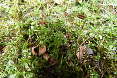 Tetrachondra hamiltonii