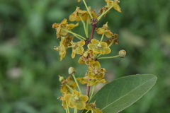 Salacia kraussii