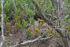 Salacia kraussii