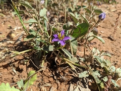 Solanum esuriale