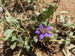 Solanum esuriale