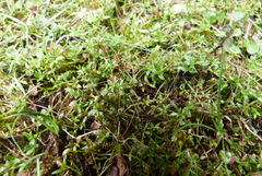 Tetrachondra hamiltonii